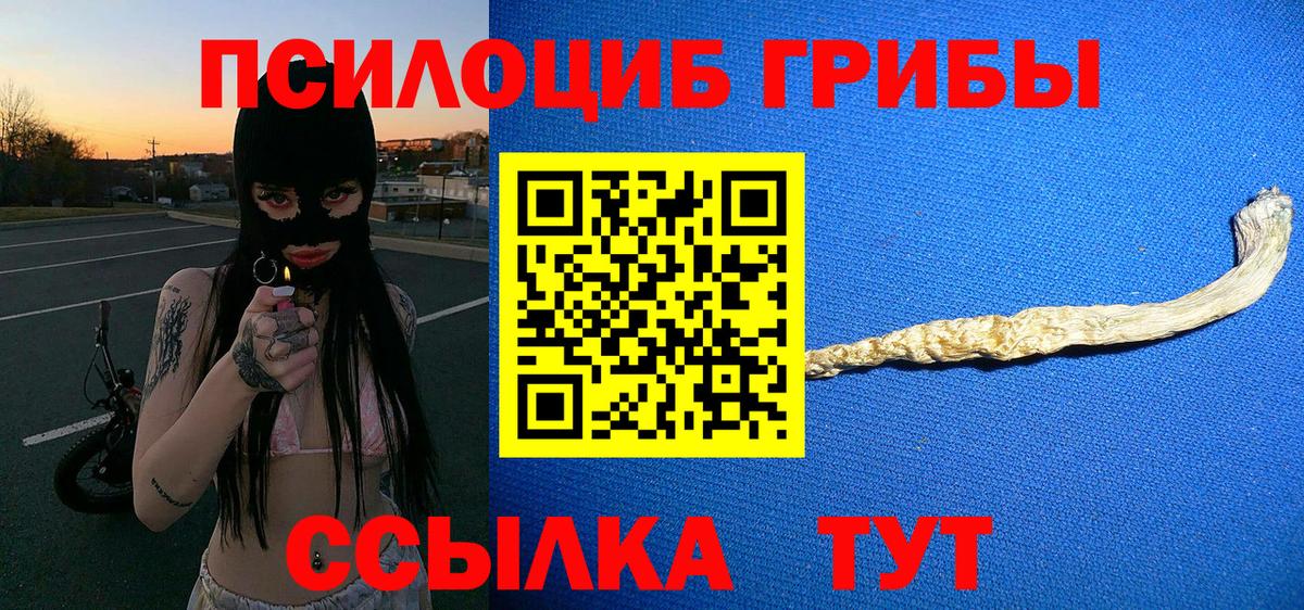 Псилоцибиновые грибы Psilocybe Кондопога